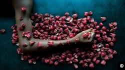 Mise en valeur l’oseille, un légume très prisé au Congo, surtout pour accompagner le poisson frit ou braisé.