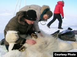 University of Wyoming researchers John Whiteman and Merav Ben David inspect a temperature logger implantation site on a polar bear on offshore sea ice north of Prudhoe Bay, Alaska, in April 2009. (Credit: Mike Lockhart)