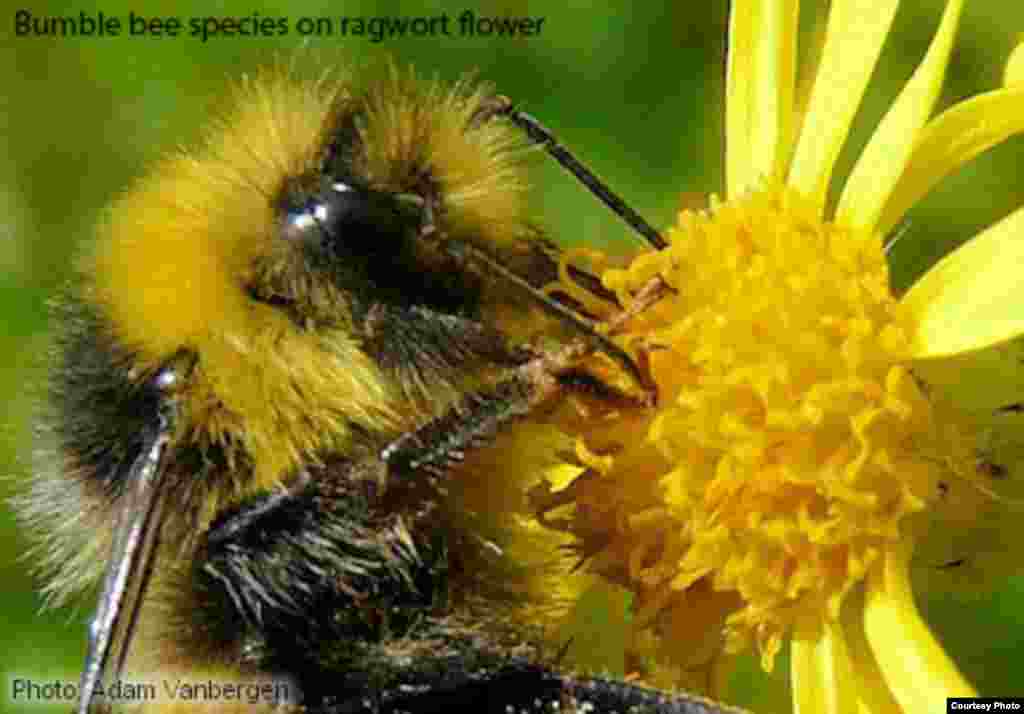 Di wilayah-wilayah beriklim sedang di dunia, lebah bumble bee merupakan penyerbuk penting untuk bunga liar, memindahkan serbuk sari dan membantu menjamin populasi tanaman yang secara genetis beragam. (Foto: Adam Vanbergen)
