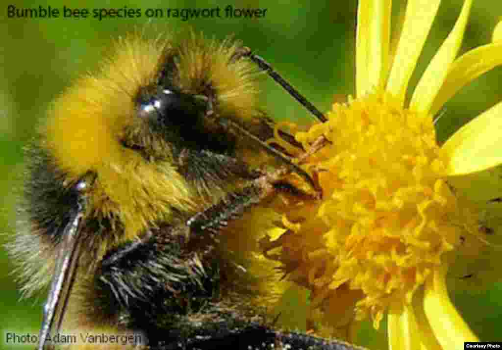 Across the temperate regions of the world, bumble bees are crucial pollinators of wild flowers, transferring pollen and helping to ensure genetically diverse plant populations. &nbsp;(Photo: Adam Vanbergen)