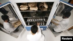 Brazilian forestry student Mateus Sanquetta separates material collected in the Amazon to check how much climate-warming greenhouse gas a small plot of the rainforest can contain at the Federal University of Parana in Curitiba, Brazil, December 1, 2020.