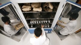 Brazilian forestry student Mateus Sanquetta separates material collected in the Amazon to check how much climate-warming greenhouse gas a small plot of the rainforest can contain at the Federal University of Parana in Curitiba, Brazil, December 1, 2020.