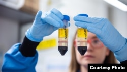 In this undated photo from the University of Oxford, a researcher works on the coronavirus vaccine developed by AstraZeneca and Oxford University. (University of Oxford/John Cairns)