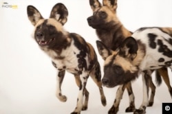 Endangered African wild dogs (Lycaon pictus) at the Omaha Zoo, Nebraska. Also called painted dogs, they are one of the world's most endangered species. (© Photo by Joel Sartore/National Geographic Photo Ark)