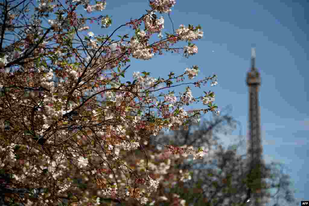 نمایی از شکوفه های گیلاس در نزدیکی پاریس 