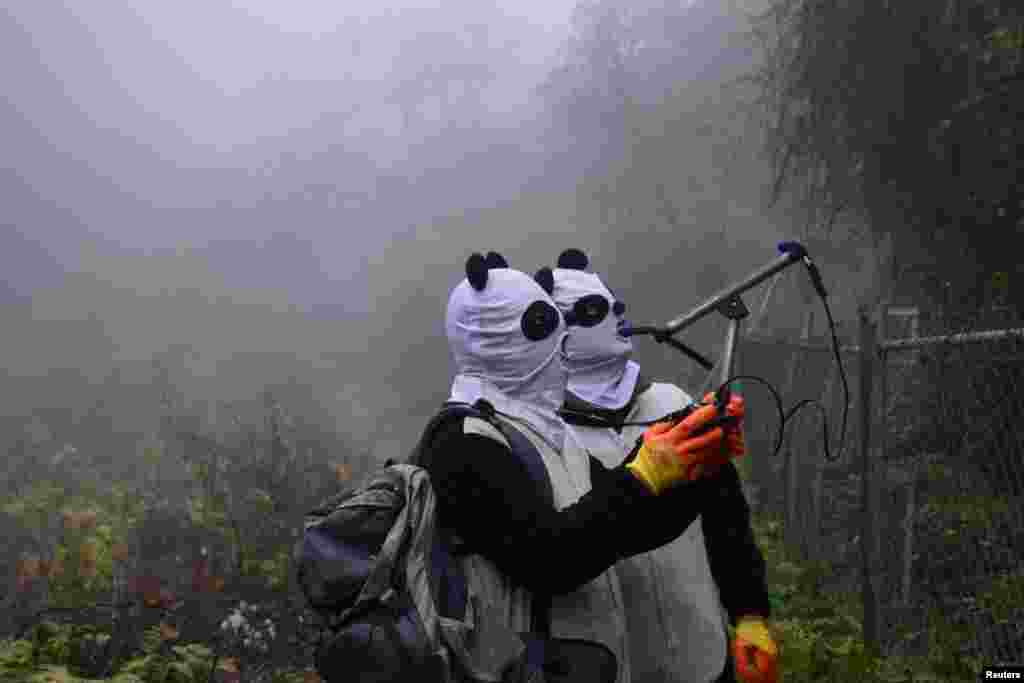 Workers wearing panda masks use a wireless device to detect the location of Yingxue, a panda which has received survival training, at a protection base before reintroducing it to the wild, in Wolong, Sichuan province, China.