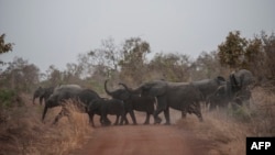 ARCHIVES - Des éléphants passent une route dans le parc national de Pendjari, le 10 janvier 2018.