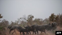 Des éléphants passent une route dans le parc national de Pendjari, le 10 janvier 2018.