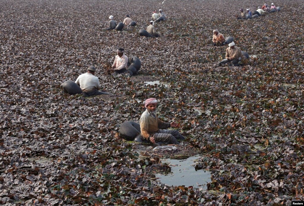 인도 펀자브 주의 모트 마지라 마을의 호수에서 작업자들이 마름(수생 식물의 하나)을 채취하고 있다.&nbsp;