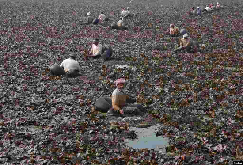 Workers collect water chestnuts from a pond at Mote Majra village in the northern state of Punjab, India.