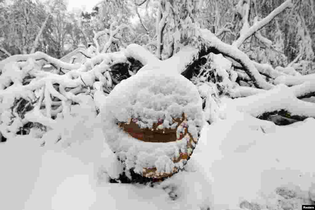 A tree destroyed by Superstorm Sandy is seen covered in snow in Manhasset, New York, November 8, 2012. 