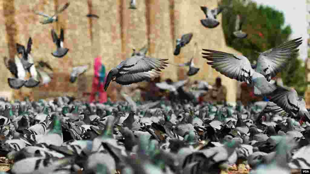 ملتان کی درگاہوں اور تاریخی مقامات پر ہزاروں کبوتروں کا بسیرا ہے۔ جہاں انہیں خوراک کے ساتھ پانی بھی میسر آ جاتا ہے۔