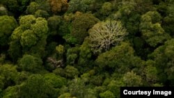 Gabon, koji je gotovo ceo prekriven prašumom je jedno od retkih mesta na svetu gde se prašuma proteže do plaže (Credit: ©Wild-Touch, Sarah Del Ben, 2012)