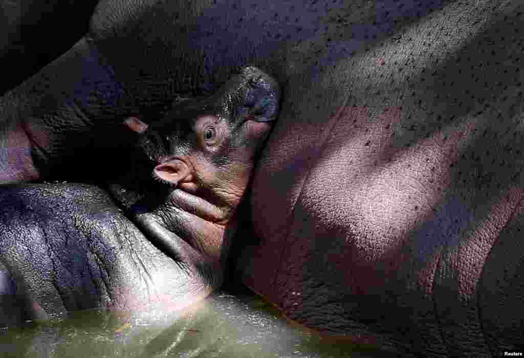 A three-day-old hippopotamus calf rests on the belly of its nine-year-old mother "Dashya" inside their pen at the Bannerghatta Biological Park on the outskirts of Bengaluru, India.