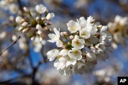 Cherry blossoms are one of the most popular attractions in Washington, D.C. each spring.