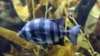 A striped beakfish that hitchhiked across the Pacific Ocean via a probable tsunami wreck now swims at the Oregon Coast Aquarium. (T. Banse/VOA)