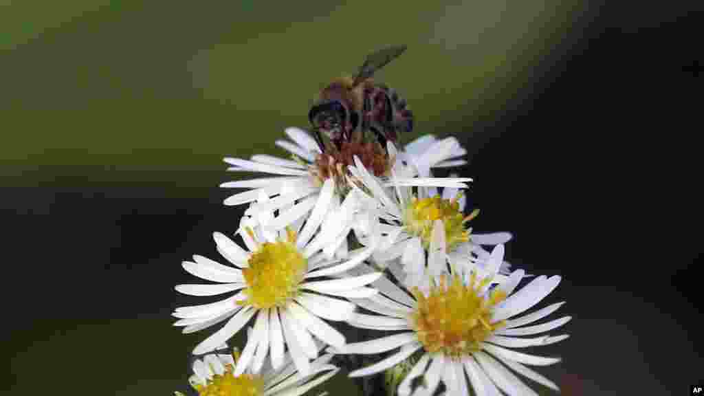 Seekor lebah hinggap pada bunga di sebuah taman di Beograd, Serbia.
