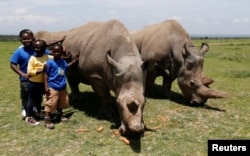 Children pose for a photograph next to Najin, right, and Fatou, the last two northern white rhino females, as they graze near their enclosure at the Ol Pejeta Conservancy in Kenya, March 31, 2018.