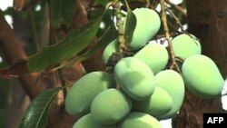 Mangoes hanging on a tree in Pakistan