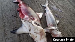 Five species of sharks traded for their meat and fins have been listed in CITES. Credit: M Burgener / TRAFFIC