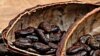 Công ty Mỹ ngưng mua cacao của Côte d'Ivoire