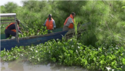 Dominic Wanjihia Kahumbu, Kepala Biogas Internasional, memanen eceng gondok dari Danau Victoria di Kenya. 27 Juli 2021. (Foto: Reuters)