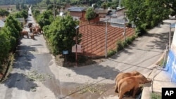 In this photo taken June 4, 2021 and released by the Yunnan Forest Fire Brigade, a migrating herd of elephants roam through a neighborhood near the Shuanghe Township, Jinning District of Kunming city in southwestern China's Yunnan Province.