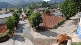 In this photo taken June 4, 2021 and released by the Yunnan Forest Fire Brigade, a migrating herd of elephants roam through a neighborhood near the Shuanghe Township, Jinning District of Kunming city in southwestern China's Yunnan Province.