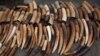 Australian MPs to Probe Links to Illegal Ivory Trade