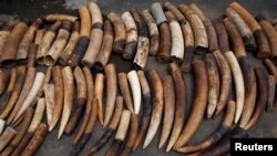 Members of parliament are investigating if lax regulations are allowing recently poached ivory to be passed off as antiques in Australia. 