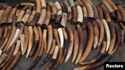 An elephant tusks batch seized from traffickers by Ivorian wildlife agents is pictured in Abidjan, Ivory Coast, Jan. 25, 2018. 