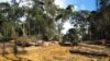 Un forêt camerounaise, près de la frontière avec le Gabon, le 25 octobre 2007. AFP PHOTO - DELPHINE RAMOND