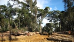 La société civile camerounaise contribue à la lutte contre la déforestation