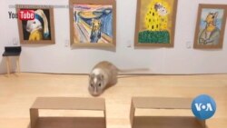 Cutest Museums in the World Are for Rodents and Reptiles