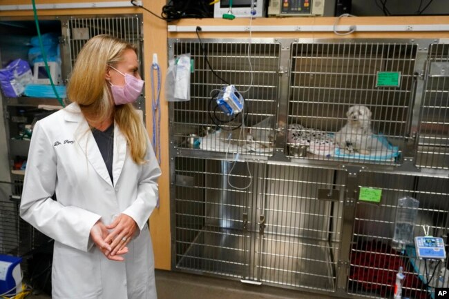 Dr. Katarzyna Ferry (kiri) melihat seekor anjing bernama Wendy yang tengah ditangani karena menderita penyakit Addison di Veterinary Hospital, Palm Beach Gardens, Florida (AP Photo/Wilfredo Lee)