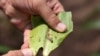 Fall Armyworms Descend on East Africa 