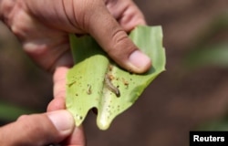 FILE - A crop-eating armyworm is seen on a sorghum plant at a farm in Settlers, northern province of Limpopo, Feb. 8,2017.