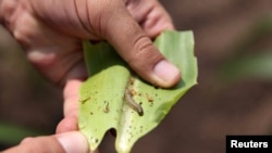 FILE - A crop-eating armyworm is seen on a sorghum plant at a farm in Settlers, northern province of Limpopo, South Africa, Feb. 8,2017. 