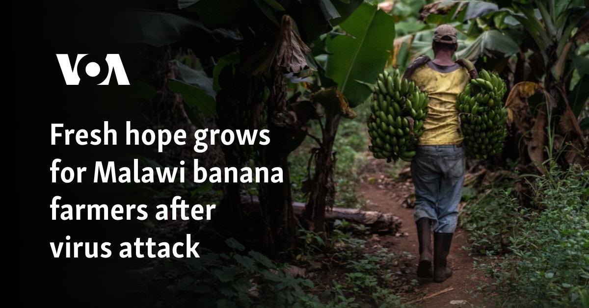 Fresh hope grows for Malawi banana farmers after virus attack