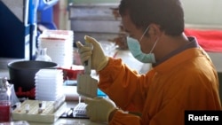 Một nhân viên phòng thí nghiệm ở Bogor, Tây Java, Indonesia xét nghiệm mẫu máu của một con gà