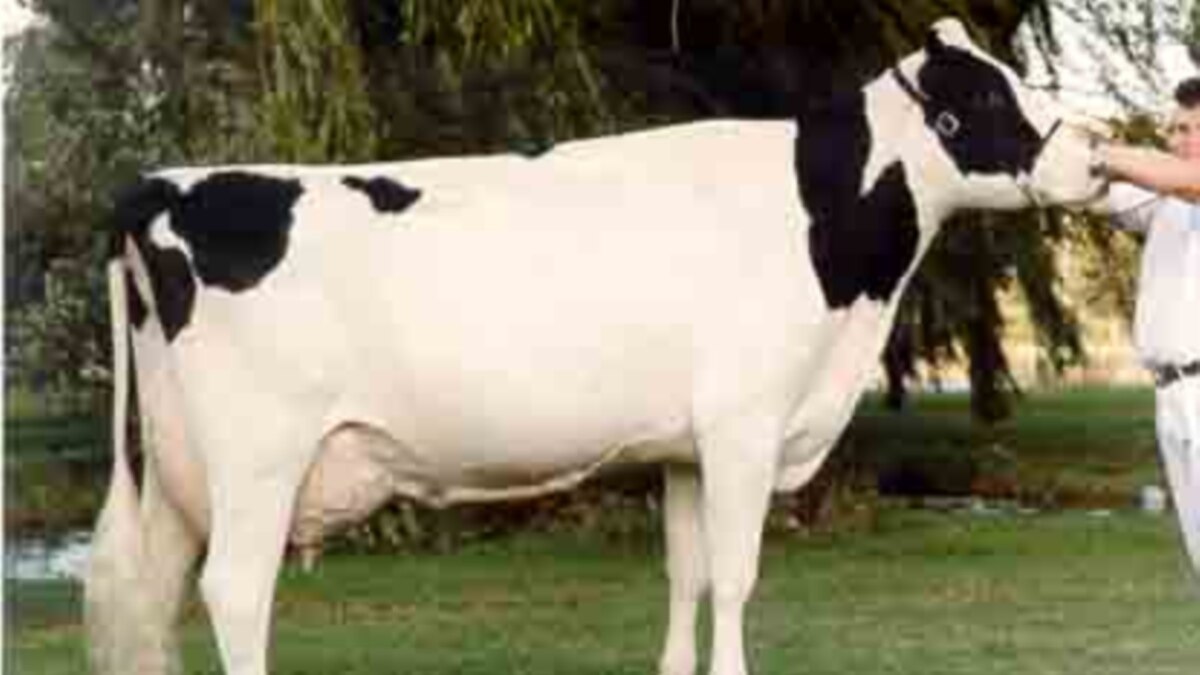 Nestle Zimbabwe Invests in Cows to Revive Battered Dairy Industry