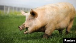  A pig named Yossi, grazes at "Freedom Farm" in Moshav Olesh, Israel March 7, 2019. Yale scientists looking to enhance brain study, were able to restore basic cellular activity in the brains of pigs hours after their death.