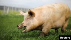  A pig named Yossi, grazes at "Freedom Farm" in Moshav Olesh, Israel March 7, 2019. Yale scientists looking to enhance brain study, were able to restore basic cellular activity in the brains of pigs hours after their death.