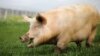 Pig-to-Human Transplants Come a Step Closer With New Test 