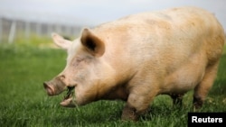 FILE - Surgeons attached a pig kidney to a pair of large blood vessels outside the body of a deceased recipient so they could observe it for two days, and the kidney did what it was supposed to do.