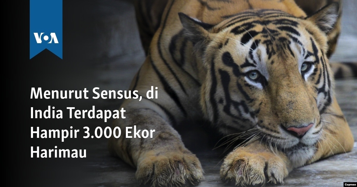 Menurut Sensus di India Terdapat Hampir 3 000 Ekor 