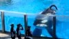 Information about Whales Held in Captivity Helps Wild Orcas