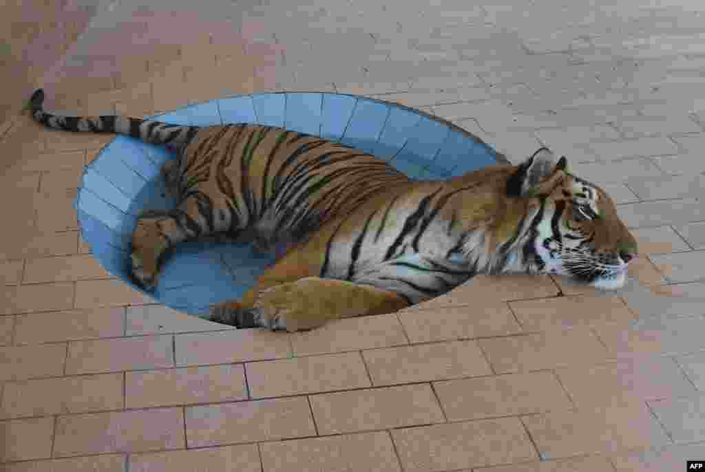 A tiger cools off in a tub on a hot summer day at a zoo in Lahore, Pakistan, June 10, 2019.