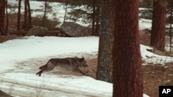 ARSIP – Foto yang diambil tanggal 14 Januari 1995 ini memperlihatkan seekor serigala yang melompat menyebrang jalan ke dalam hutan liar di Idaho Tengah (foto: AP Photo/Douglas Pizac, Arsip)