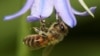 ကိုဗစ် ၁၉ ပိုးရှိမရှိ ပျားနဲ့ စမ်းသပ်နိုင်